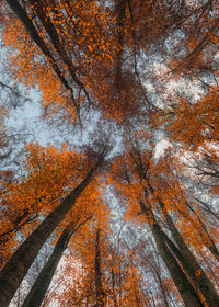 Low angle view of autumnal trees