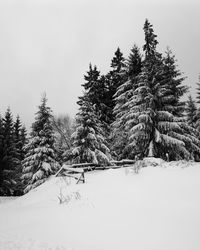 Pine trees on snow covered field against sky