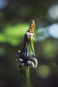 Close-up of a bud