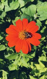 Close-up of bee pollinating on flower