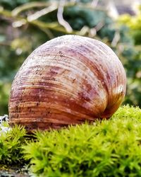 Close-up of shell on grass