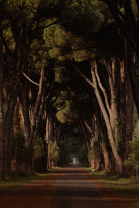 Empty road amidst trees in forest