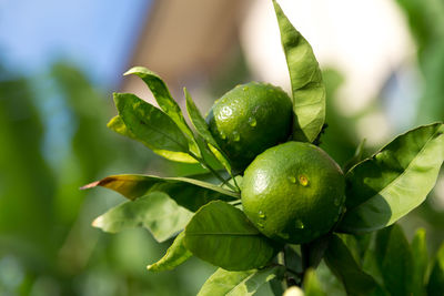 Close-up of fresh fruits on tree