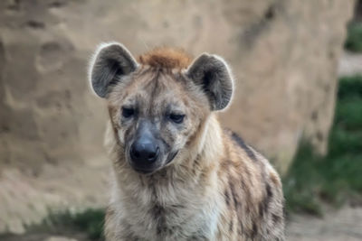 Close-up of dog looking away