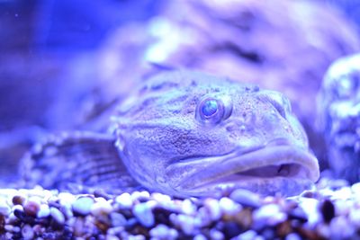 Close-up of turtle in aquarium