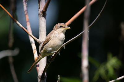 Close-up of bird perching on branch