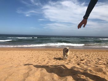 Dog on beach