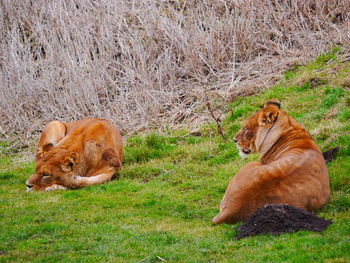 Close-up of cats relaxing on field