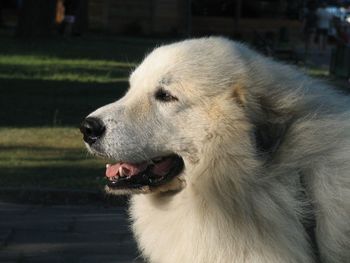 Close-up of dog looking away