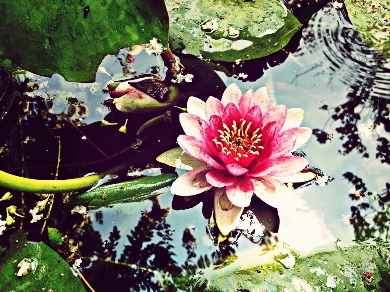 water, pond, water lily, flower, high angle view, floating on water, leaf, lake, plant, nature, beauty in nature, growth, petal, fragility, reflection, lotus water lily, freshness, day, green color, tranquility