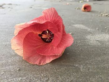 High angle view of red rose on leaf