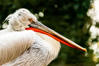 Close-up of pelican