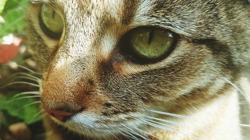 Close-up of cat looking away