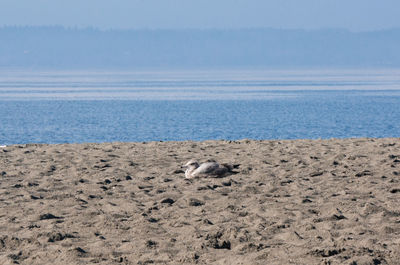 View of an animal on beach