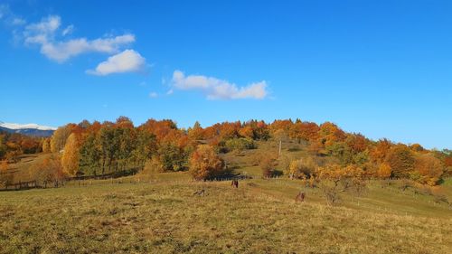 Trees on field against blue sky