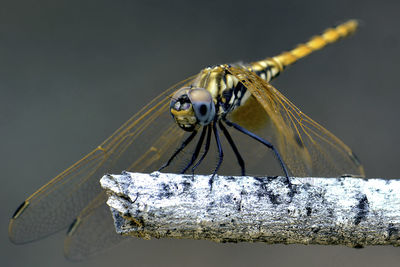 Close-up of dragonfly