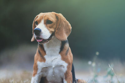 Close-up of a dog looking away