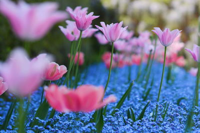 Close-up of pink crocus flowers