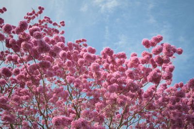 Low angle view of pink flowers against sky