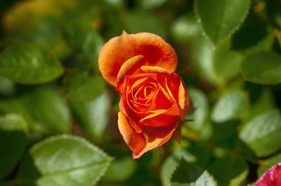 Close-up of red rose blooming outdoors