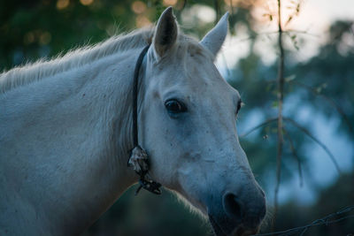 Close-up portrait of white horse