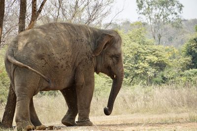 Elephant walking in a forest