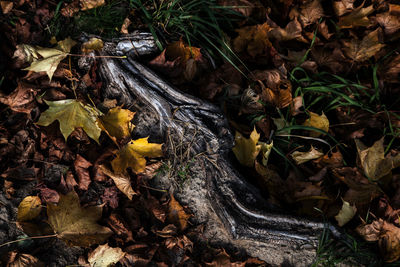 High angle view of autumn leaves on field