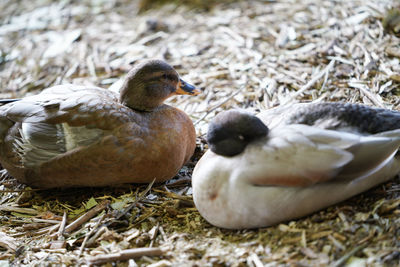 Close-up of birds in nest