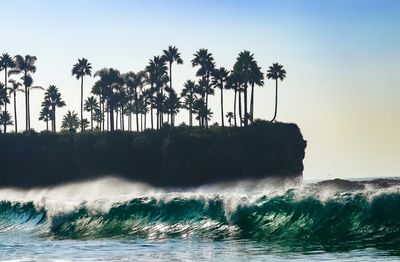 Palm trees on beach against clear sky