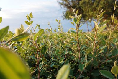 Close-up of fresh plants on field against sky