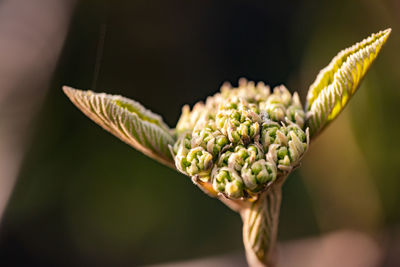 Close-up of flower bud