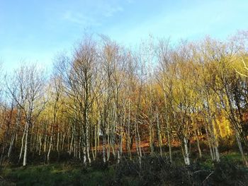 Plants growing on land against sky
