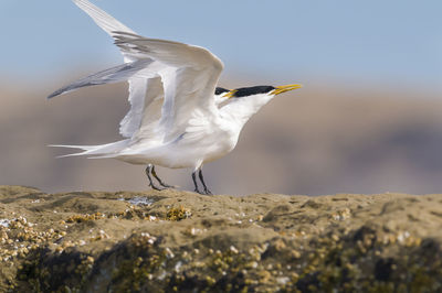 Close-up of bird perching on rock