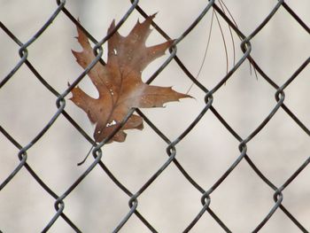 Close-up of dry maple leaves on chainlink fence