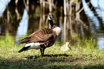 Canadian goose mother and her little duck by the water in spring