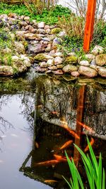 Reflection of plants in lake