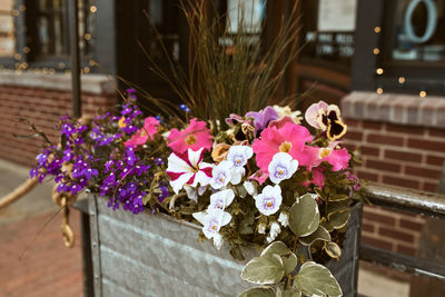 Close-up of pink flowering plant in pot