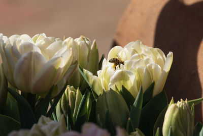 Close-up of honey bee on white flower