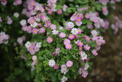 Close-up of pink flowers blooming outdoors