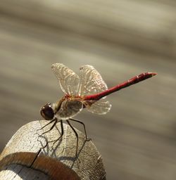 Close-up of dragonfly on plant