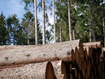 Low angle view of wooden fence against trees