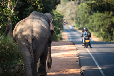 Rear view of wild elephant walking along main road. habarana in sri lanka.
