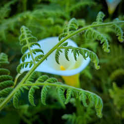 Close-up of fern on plant