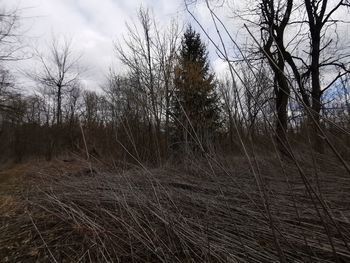 Bare trees on field against sky