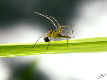 Close-up of insect on plant