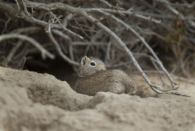 Close-up of squirrel on rock