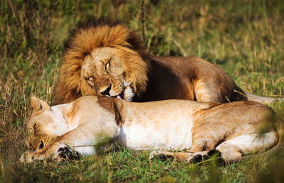 Cats relaxing in a field