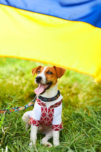 Cute puppy jack russell terrier- a patriot of ukraine