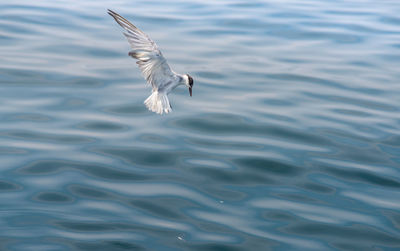 Seagull flying in a water