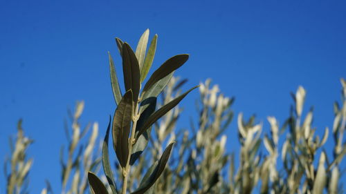 Close-up of stalks against blue sky